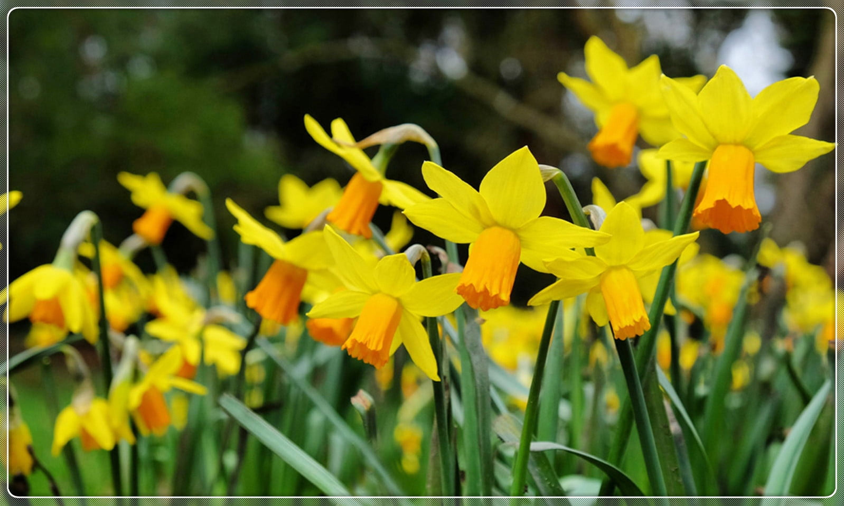 Narcissus Bulbs, Perennials,Daffodil Bulbs For Planting Outdoors, Perennials,Seasonal Flowers