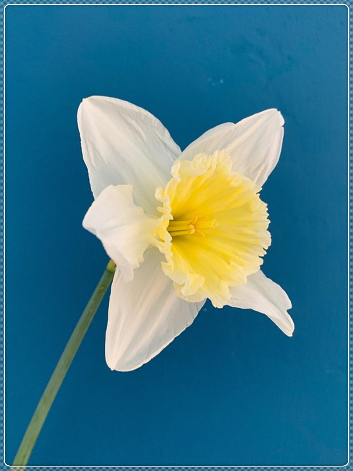 Narcissus Bulbs, Perennials,Daffodil Bulbs For Planting Outdoors, Perennials,Seasonal Flowers