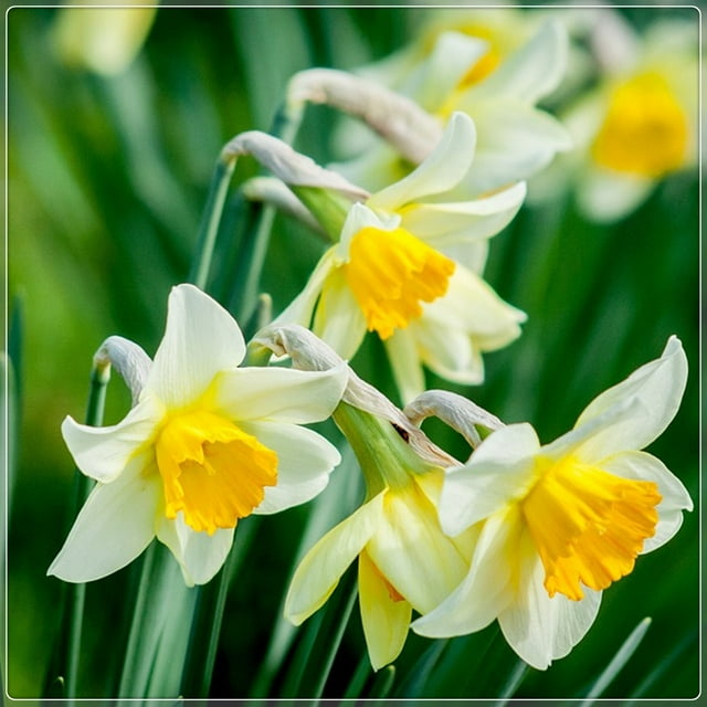 Narcissus Bulbs, Perennials,Daffodil Bulbs For Planting Outdoors, Perennials,Seasonal Flowers