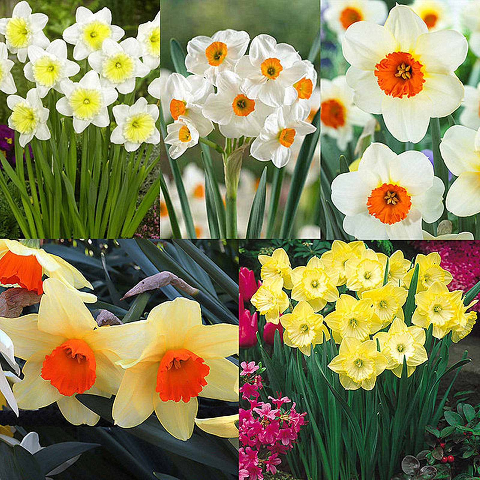 Narcissus Bulbs, Perennials,Daffodil Bulbs For Planting Outdoors