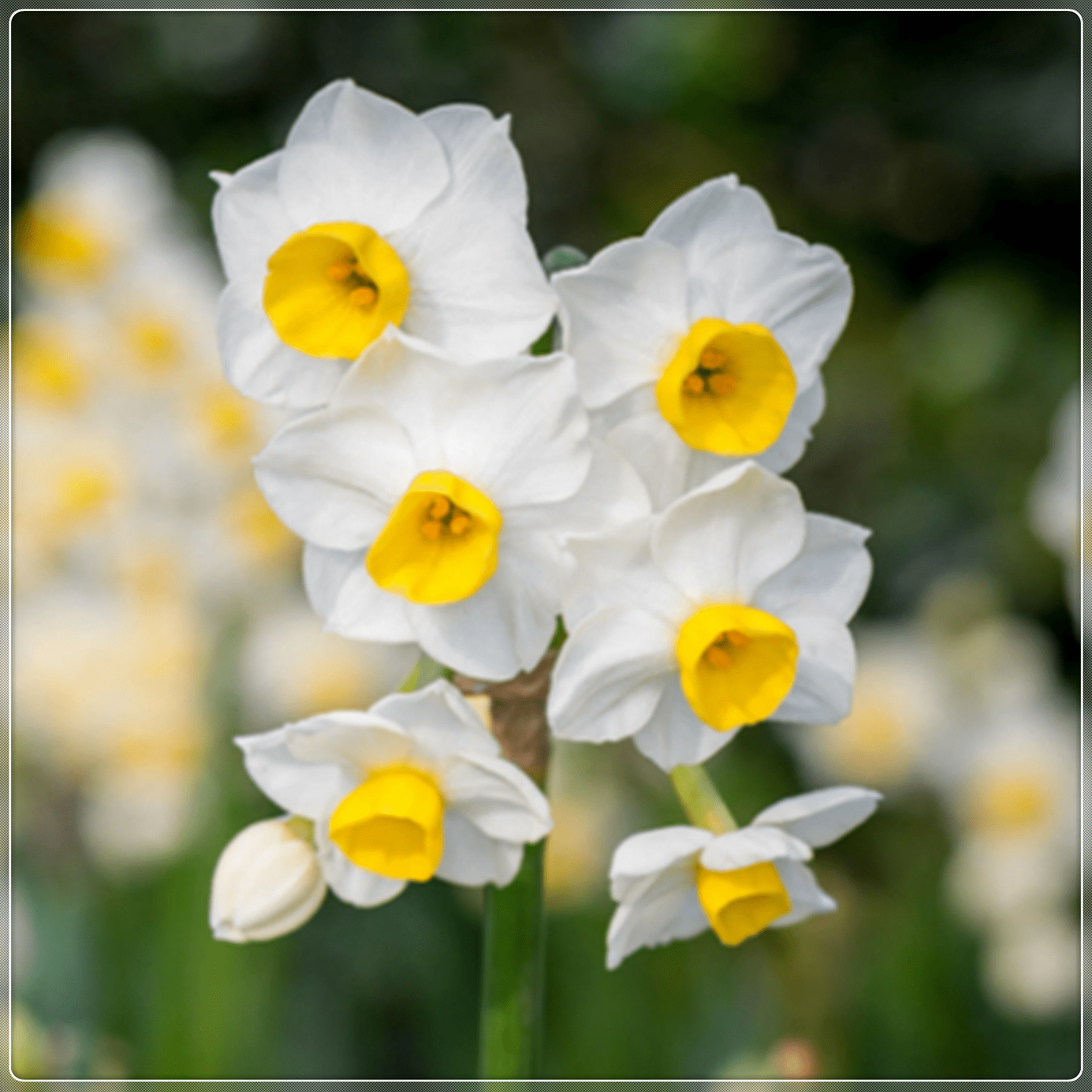 Narcissus Bulbs, Perennials,Perennials, Seasonal Flowers,Spotless,Daffodil Bulbs For Planting