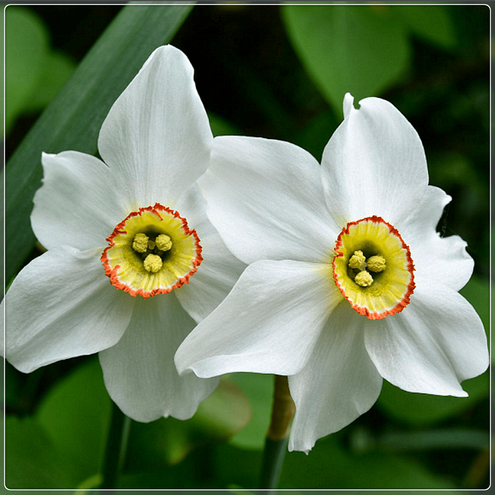 Narcissus Bulbs, Perennials,Perennials, Seasonal Flowers,Spotless,Daffodil Bulbs For Planting