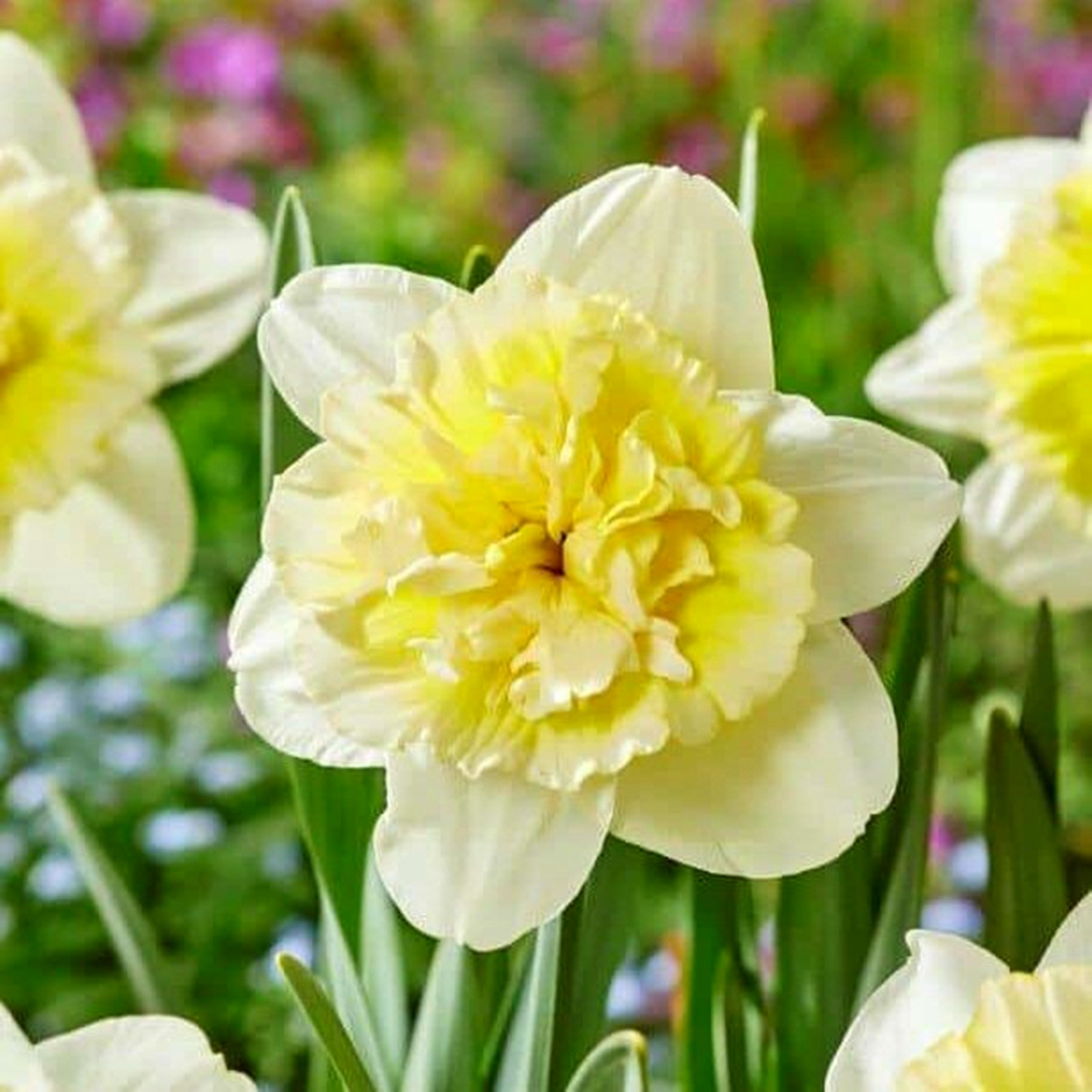Narcissus Bulbs, Perennials,Seasonal Flowers, Daffodil Bulbs For Planting Outdoors, Beautiful