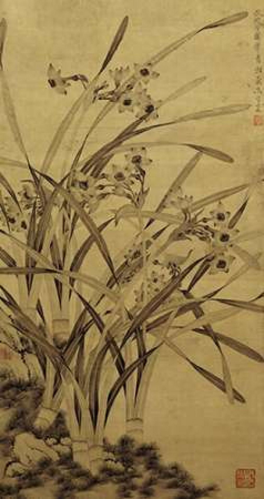 Narcissus Canvas Art - Ma Shouzhen (12 x 18)