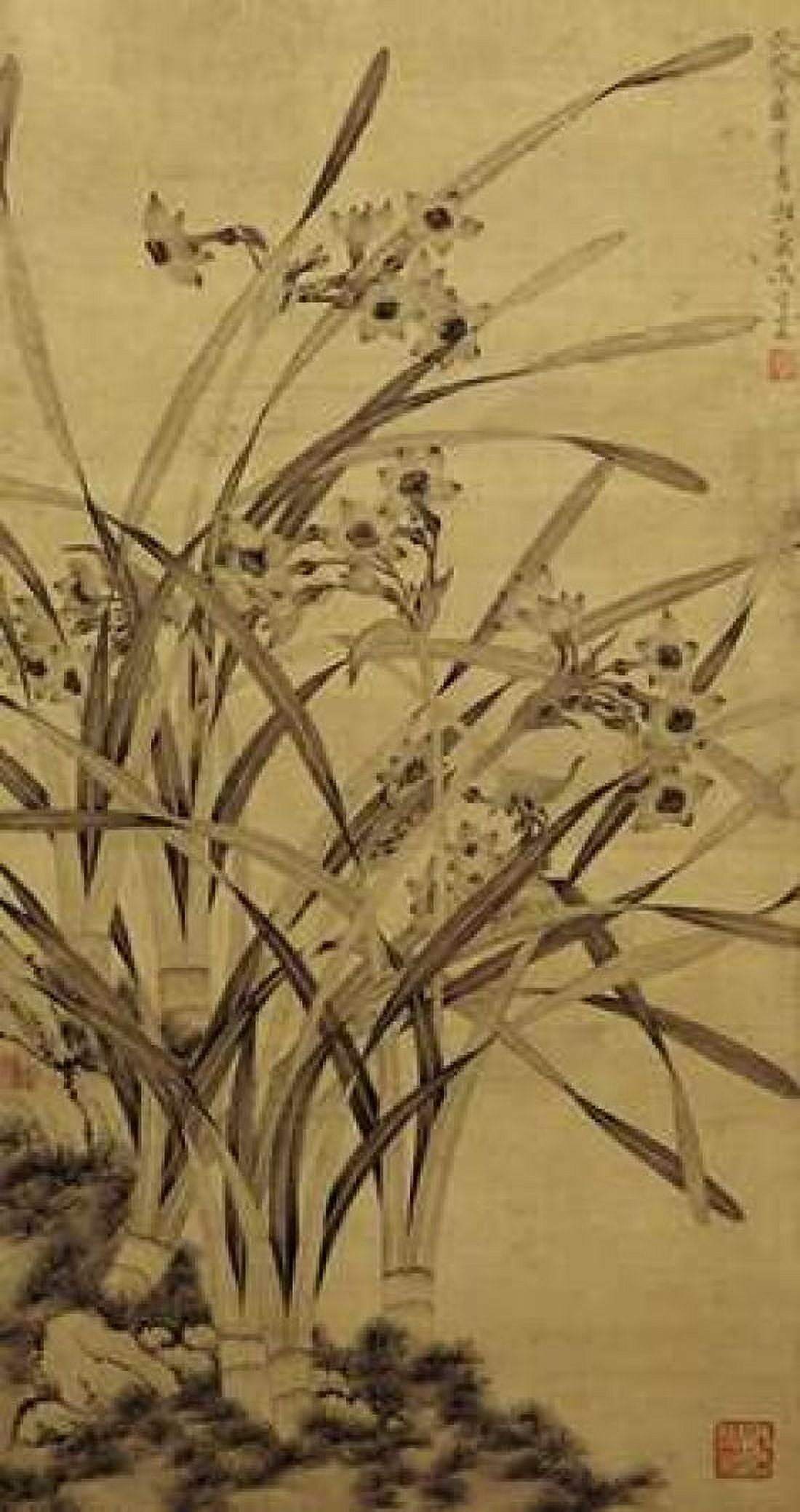 Narcissus Canvas Art - Ma Shouzhen (24 x 36)