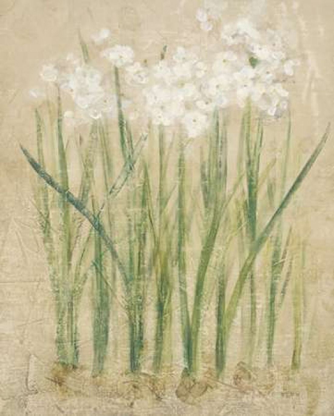Narcissus Cool Canvas Art - Cheri Blum (20 x 24)