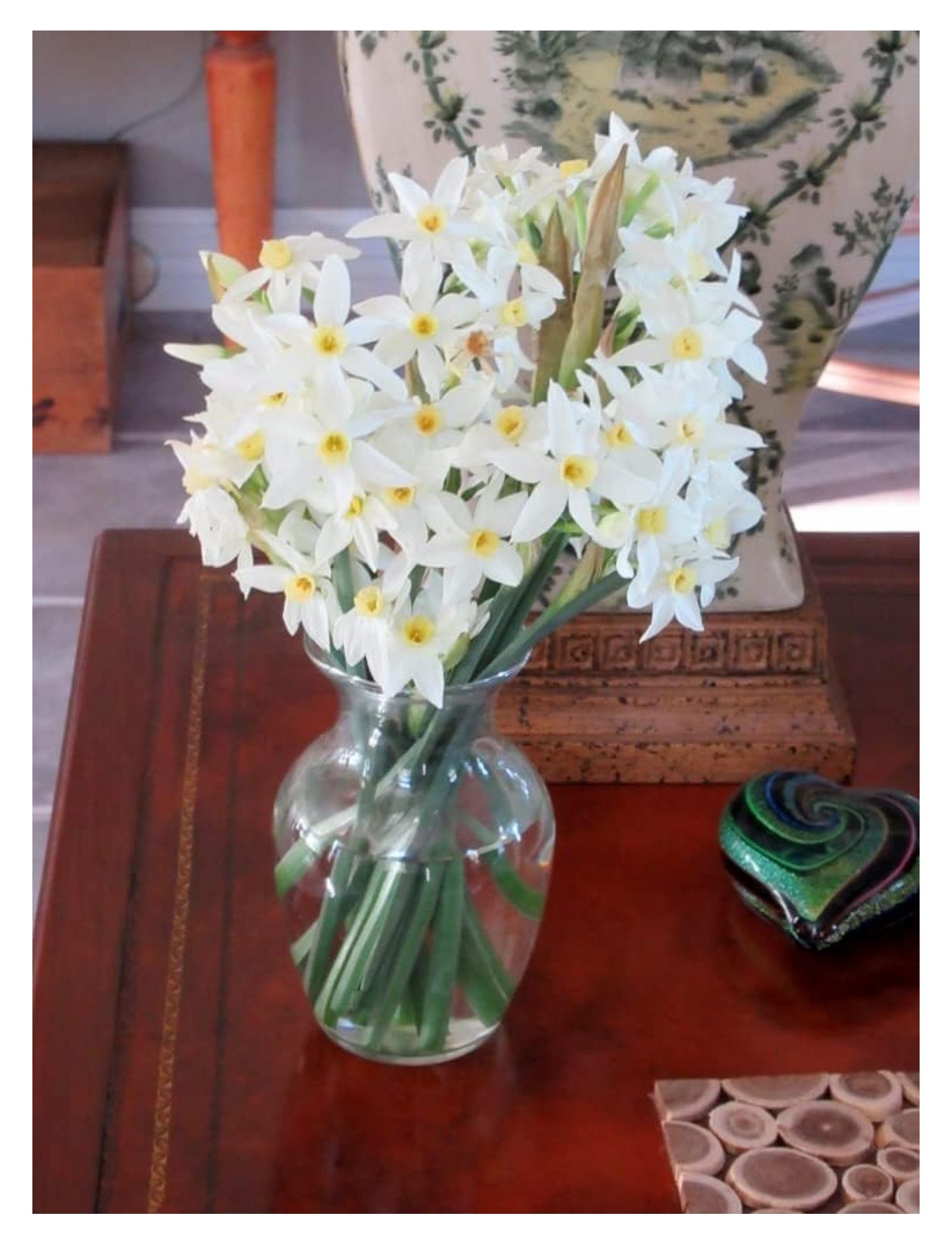 Narcissus 'Italicus', White StarShaped Flower, January Blooming