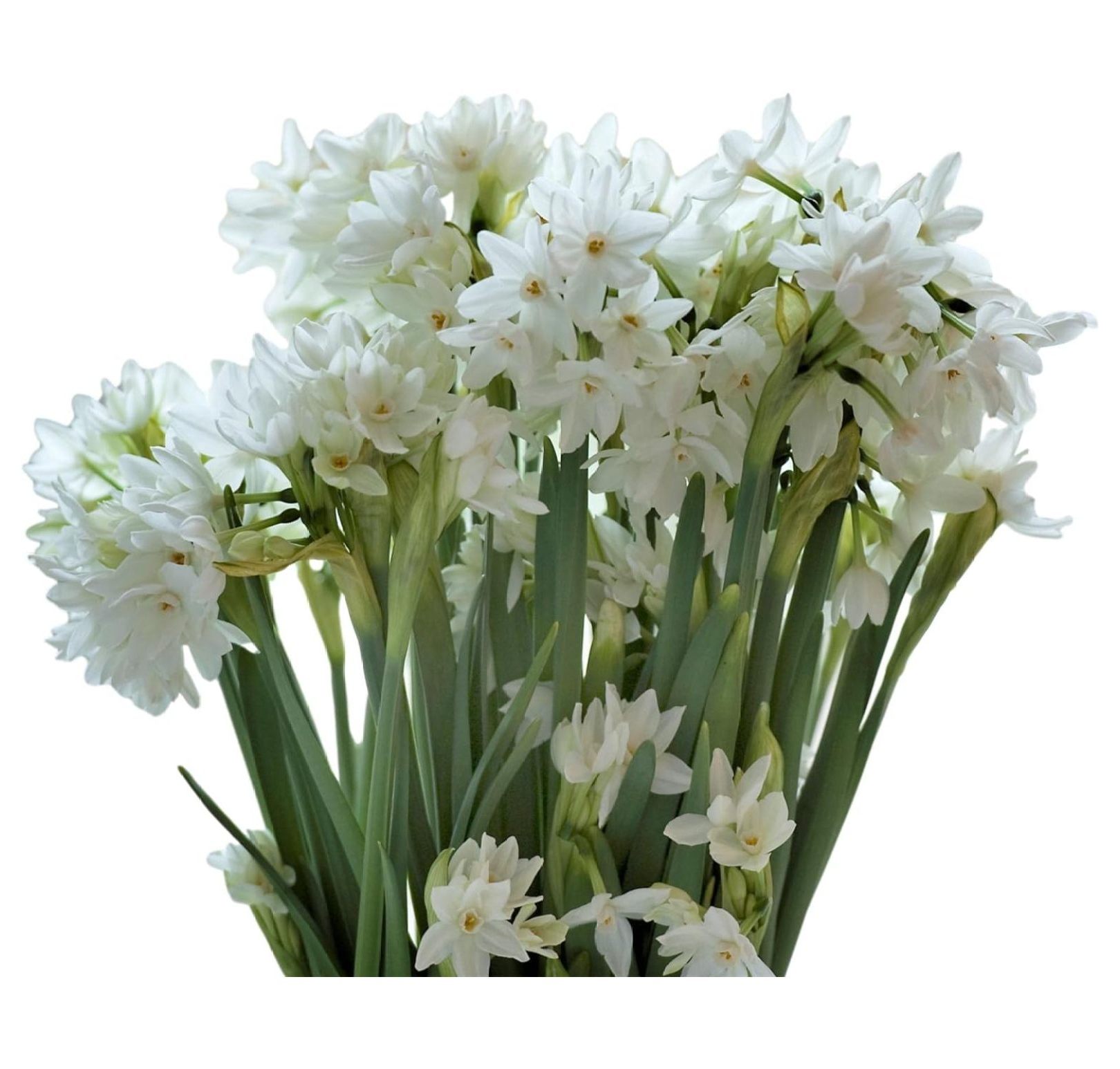 Narcissus Paperwhite 'Inball' (50 Pack) Large Plant Bulbs for Indoor
