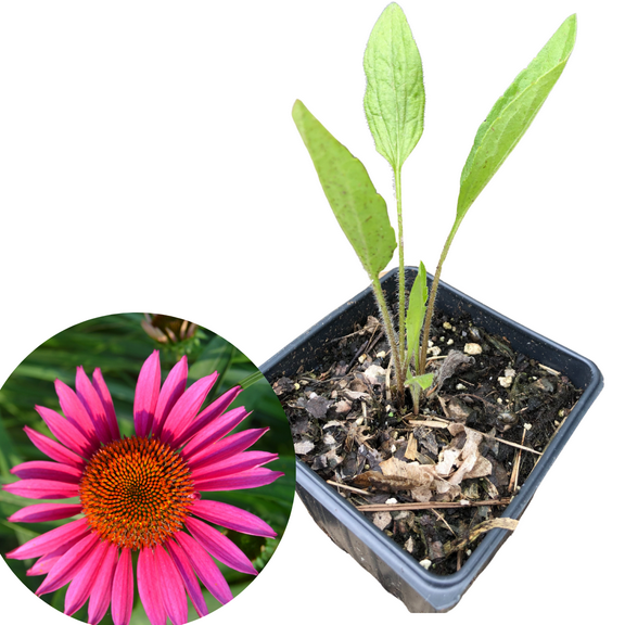 Narrow-Leaved Coneflower (Echinacea angustifolia) Organic Plant in 2.5-inch pot by Smoke Camp Crafts - Native Perennial Wildflower