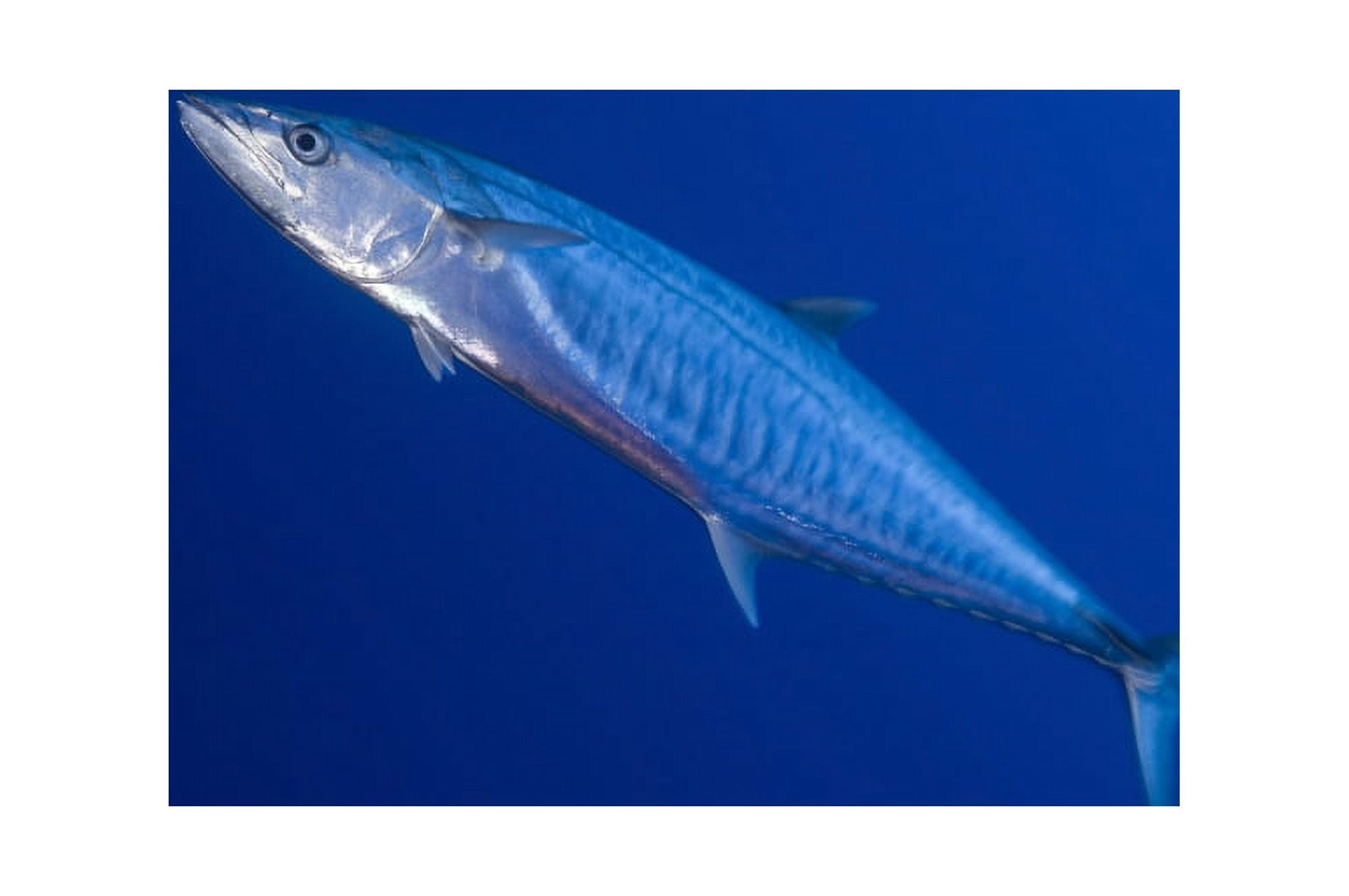 Narrow barred Spanish mackerel in motion Papua New Guinea Canvas Art - Steve JonesStocktrek Images (35 x 23)