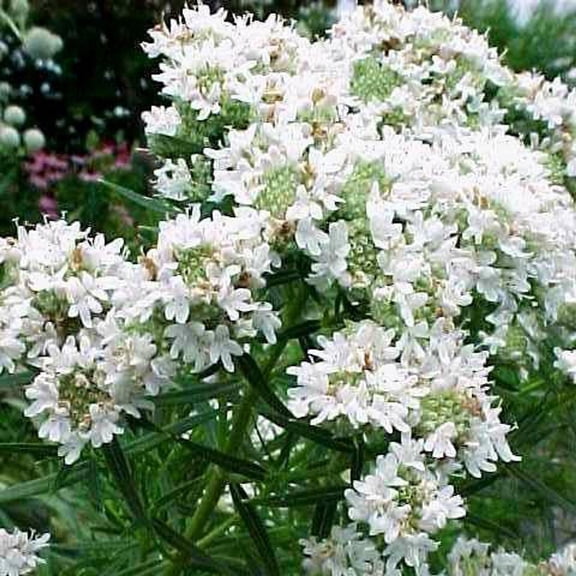 Narrowleaf Mountain MintAromatic Perennial Herb 1 Gallon