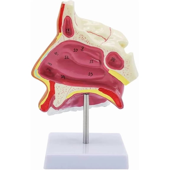 Nasal Anatomy Model, Human Nasal Cavity Model, 1.5X Magnification Anatomical, Cutaway Nasal Cavity Showing External Nose Nasal Bones and Nasal