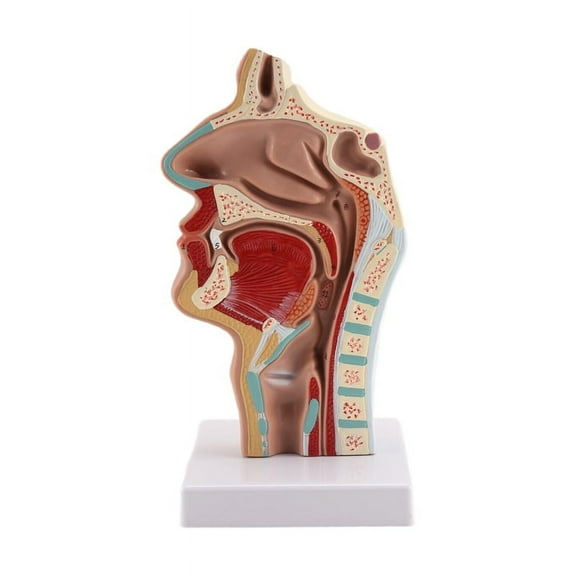 Nasal Cavity Throat Anatomy Model Human Anatomical Pharynx Larynx for Students Study Display Teaching