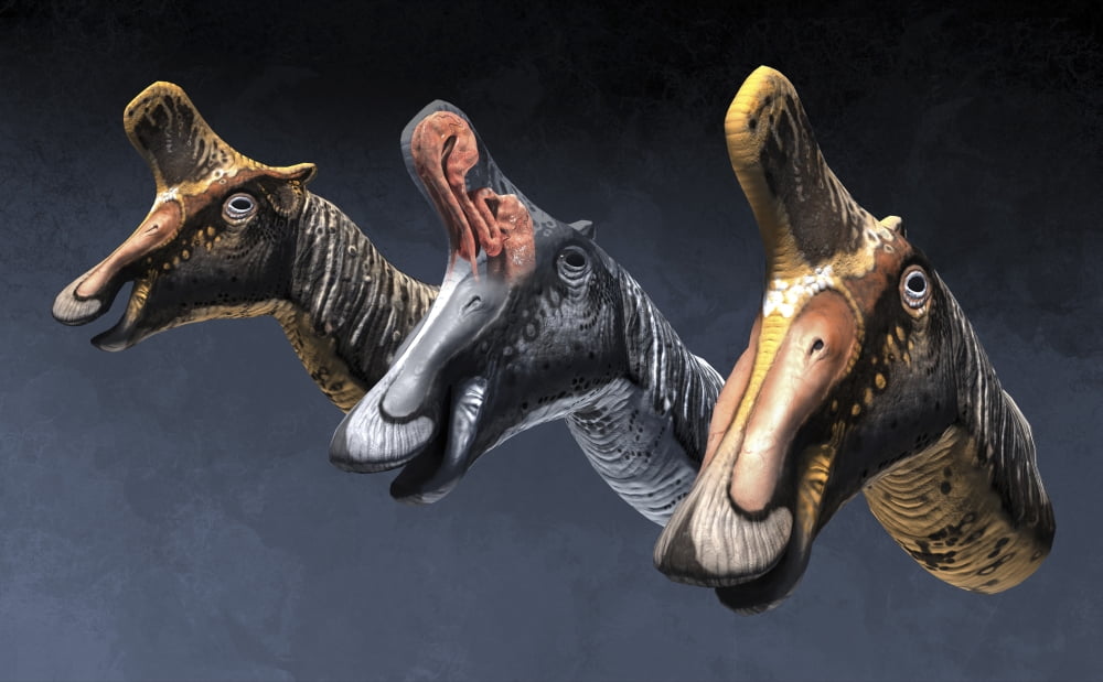 Nasal pasages of Lambeosaurus lambei Canvas Art - Roman Garcia MoraStocktrek Images (36 x 23)