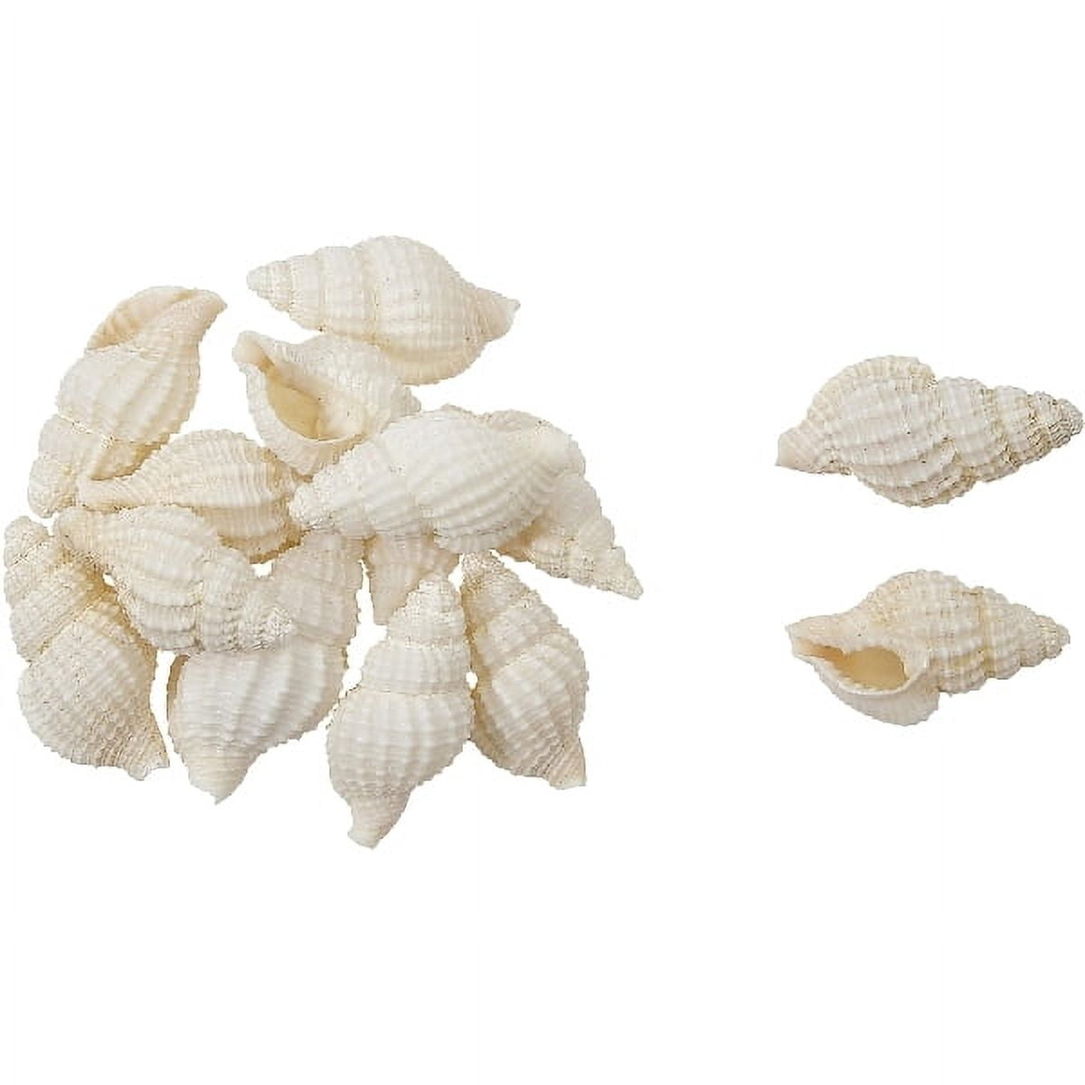 Nassa Reticulata Seashells Bag .625-1