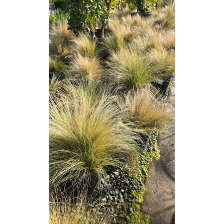 Nassela tenuissima on 5 gallon pot - Get similar