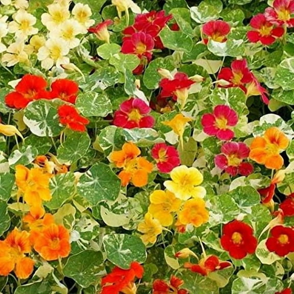 Nasturtium Alaska Mix Seeds (Tropaeolum nanum) 50+ Heirloom Non-GMO Stunning Variegated Foliage & Vibrant Blooms, Edible Flowers