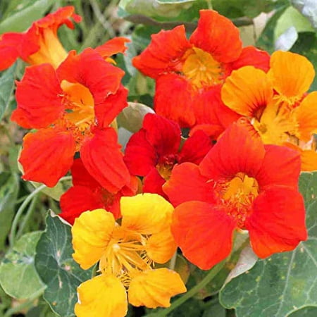 Nasturtium Dwarf Jewel Mix, 100 Flower Seeds Per Packet