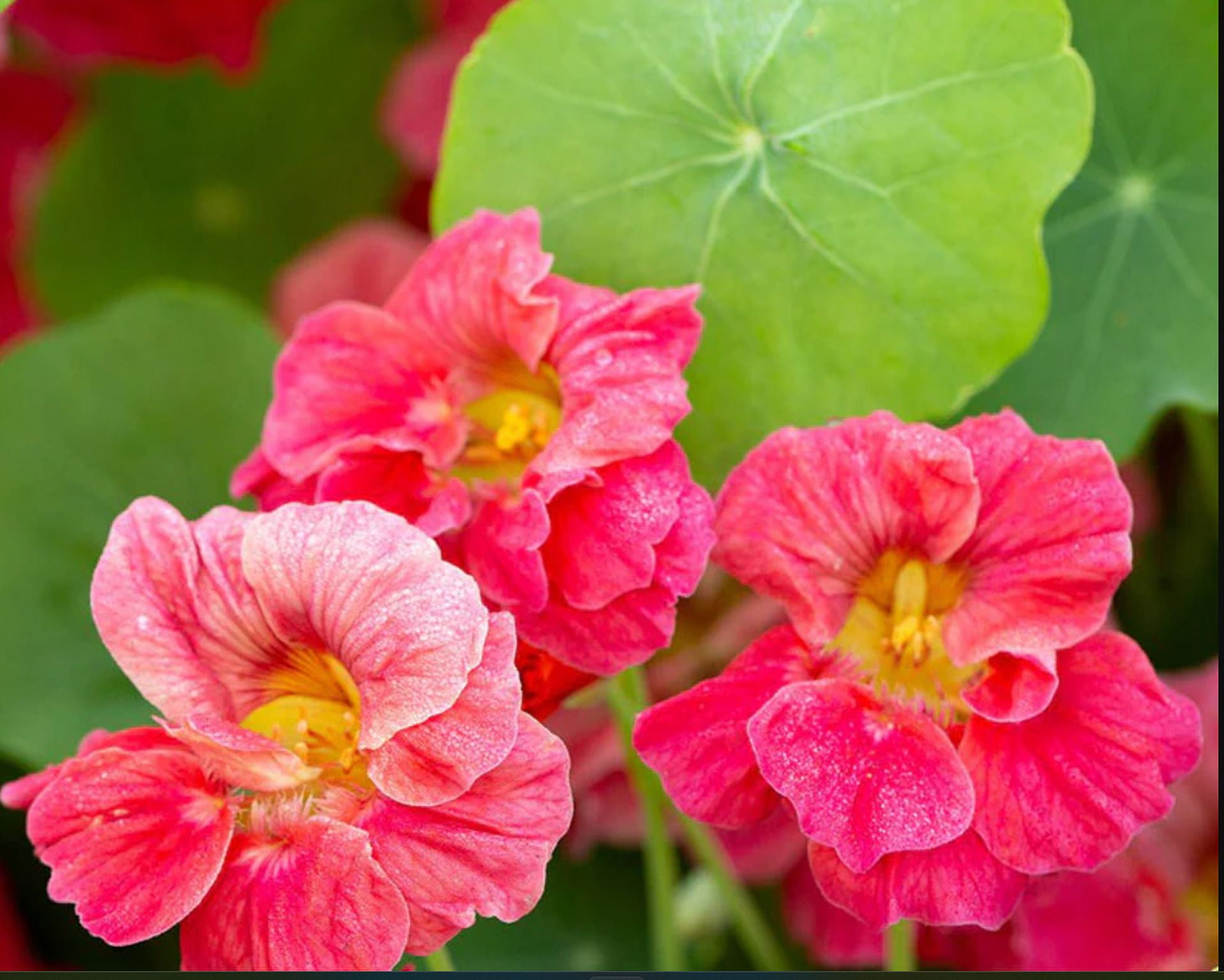 Nasturtium Jewel Cherry Rose 20 Seeds Mother Natures Seeds Wildflower Seeds Flower Seeds 2207