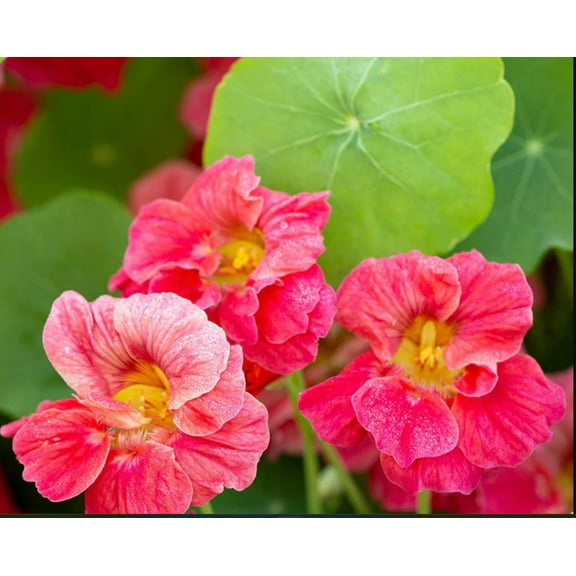 Nasturtium JEWEL CHERRY ROSE 20 Seeds - Mother Nature's Seeds - Wildflower Seeds - Flower Seeds for Planting - Non-GMO
