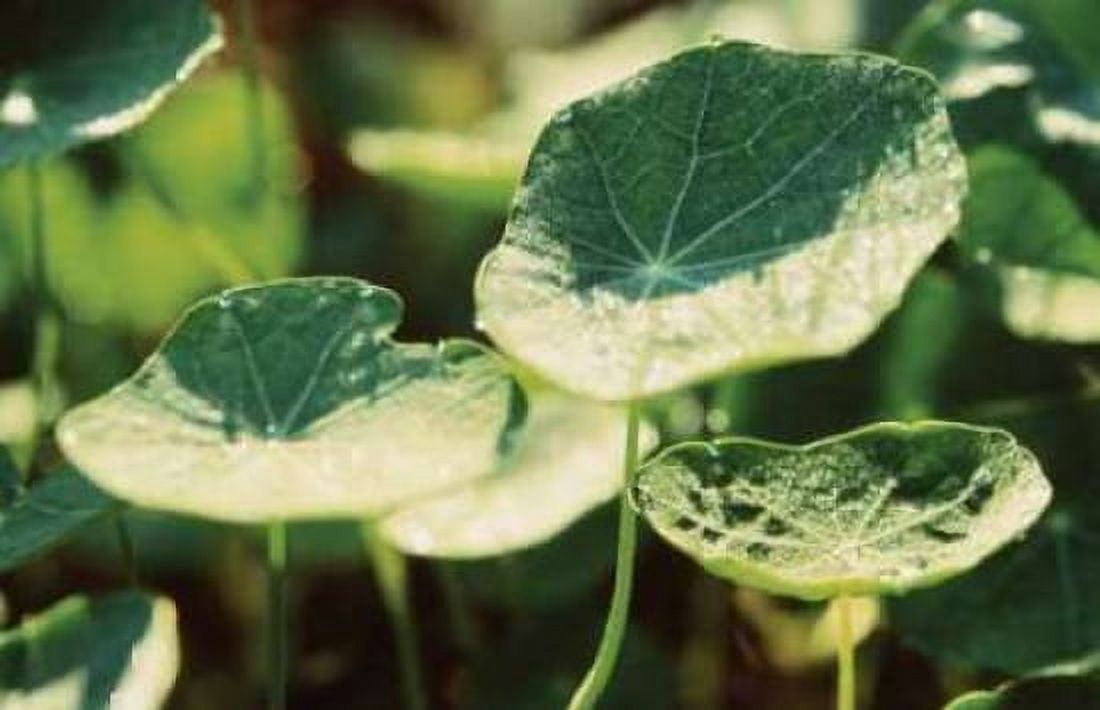 Nasturtium Leaves Canvas Art - Bob Stefko (12 x 18)