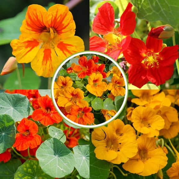 Nasturtium Plants Live 4-6 Inches, 2 Plants per Pot, Live Trailing Flowers for Gardens, Containers, and Borders