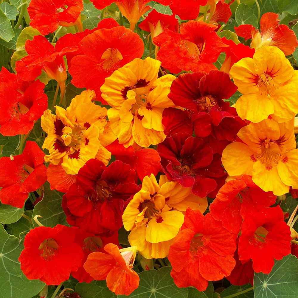 Nasturtium Seed - Jewel Mix Flower Seeds - 1 LB
