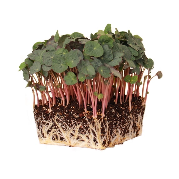 Nasturtium Seeds - Empress of India - 1 Oz - Non-GMO Edible Flower Garden & Microgreens Seeds - Tropaeolum nanum - Grow Micro Greens