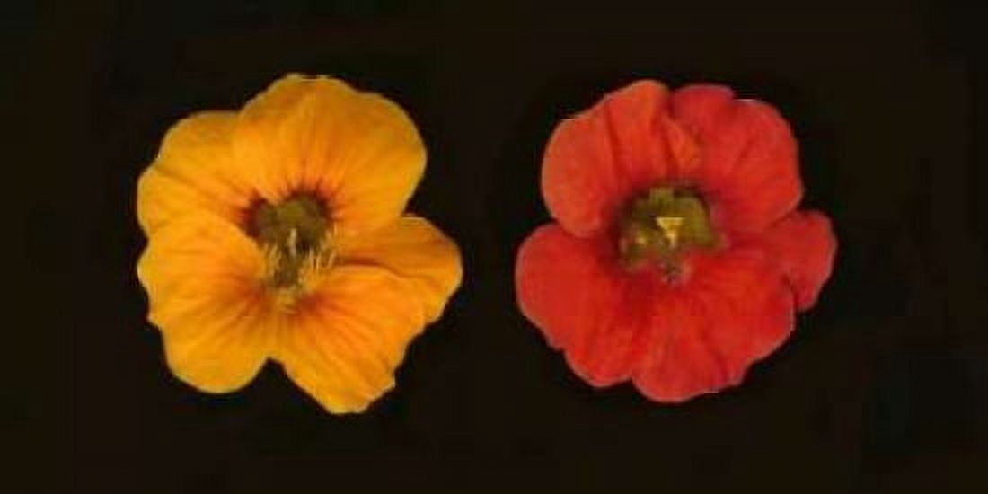 Nasturtiums Duet Canvas Art - Vitaly Geyman (24 x 48)