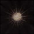 thumbnail image 1 of Nat Baldwin - In the Hollows - Music & Performance - CD, 1 of 1