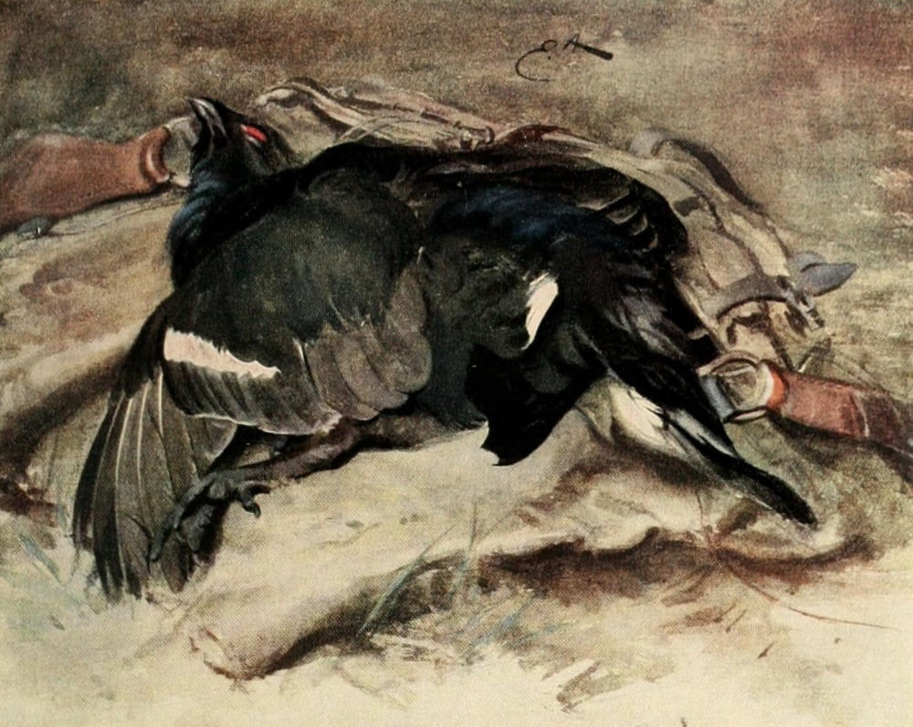 Nat Hist of the Highlands 1919 Blackcock Canvas Art - Edwin Alexander (18 x 24)