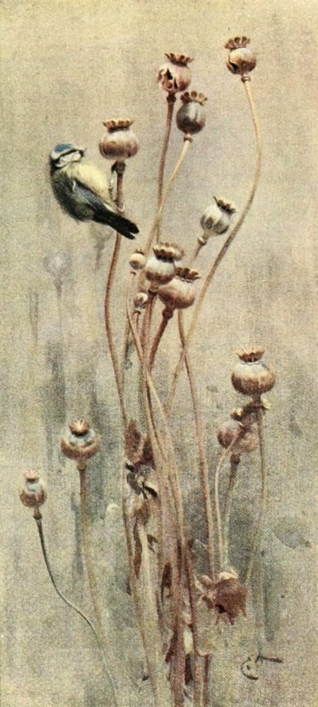 Nat Hist of the Highlands 1919 Blue Tit Canvas Art - Edwin Alexander (24 x 36)