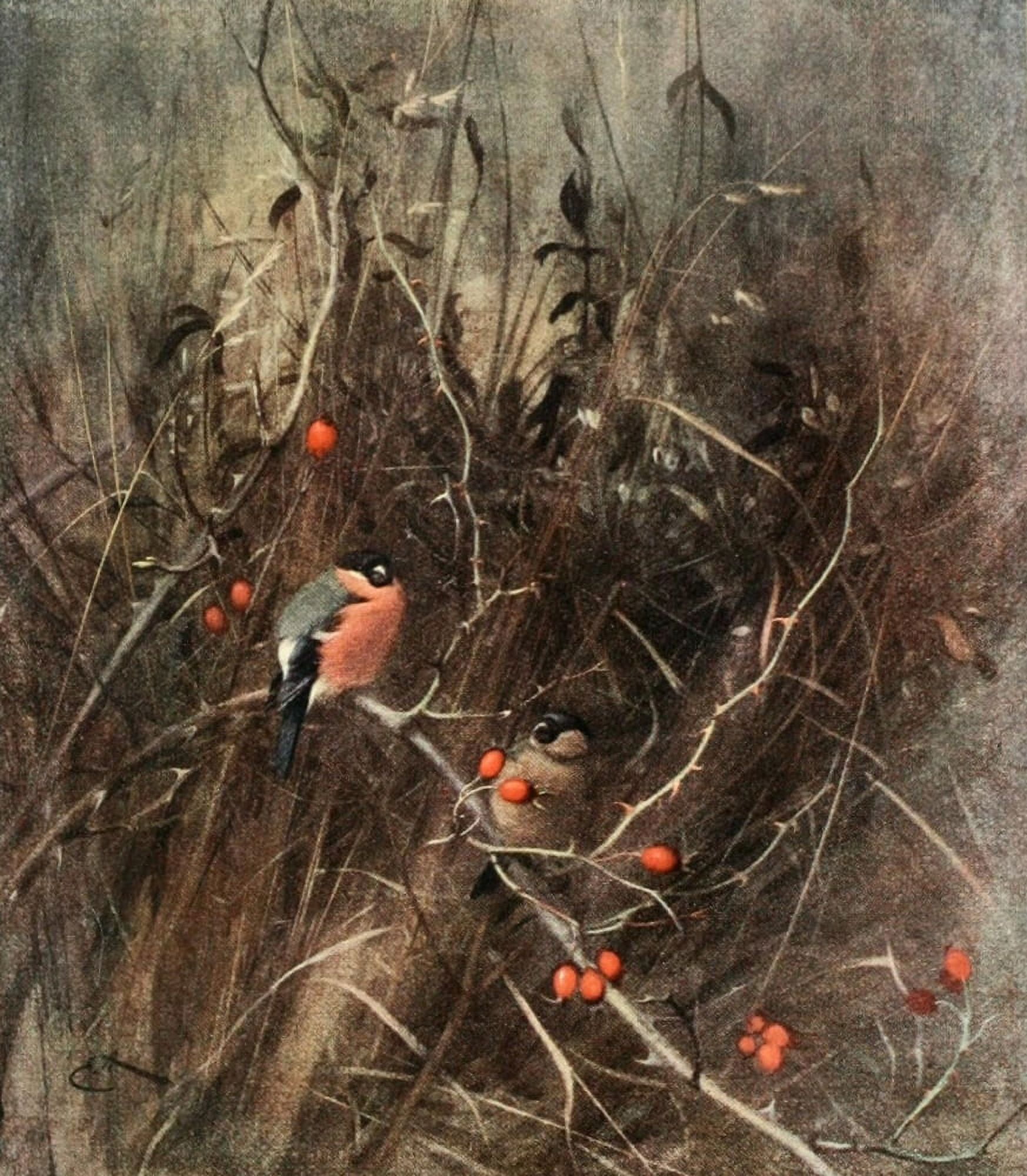 Nat Hist of the Highlands 1919 Bullfinches Canvas Art - Edwin Alexander (24 x 36)