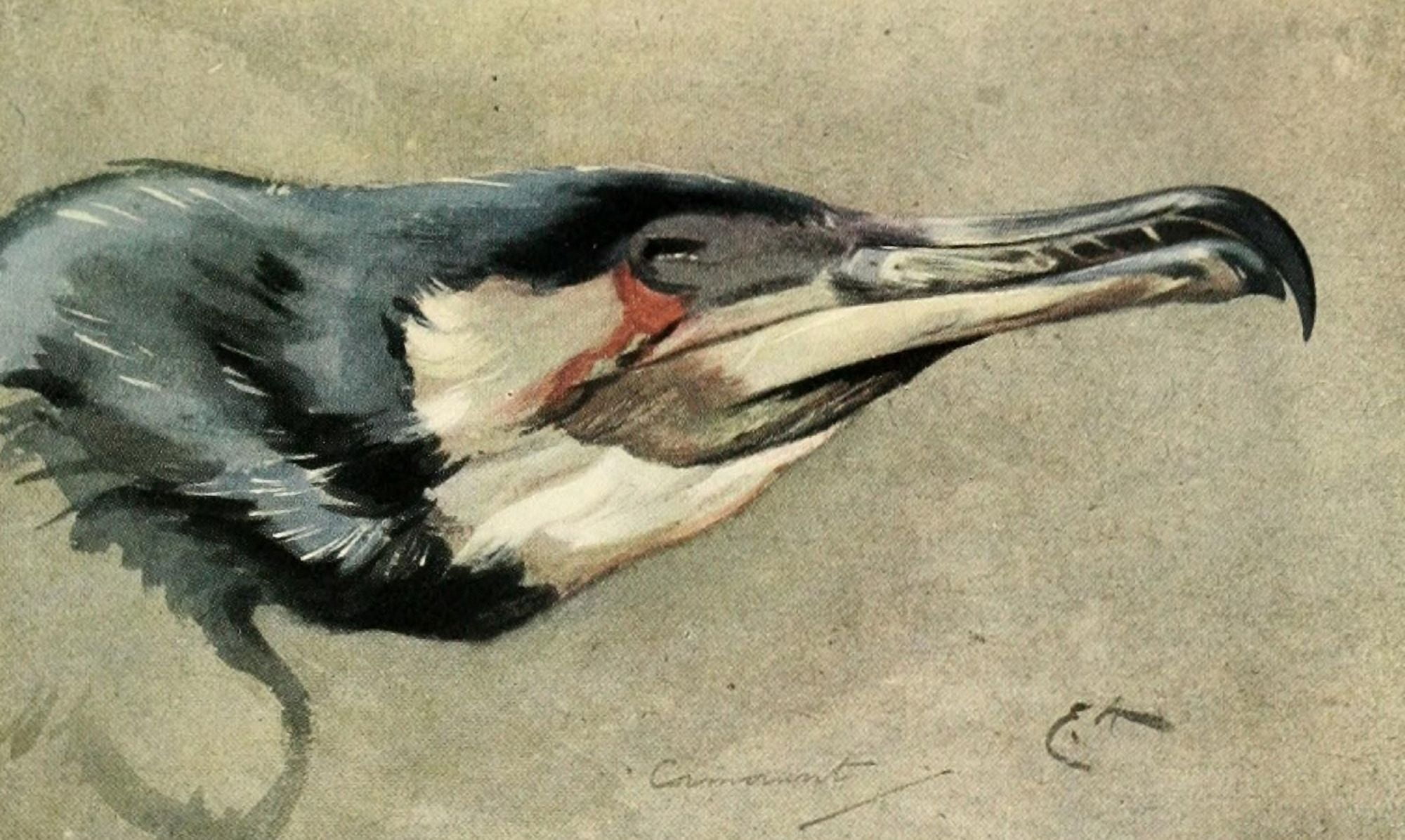 Nat Hist of the Highlands 1919 Cormorant Canvas Art - Edwin Alexander (24 x 36)