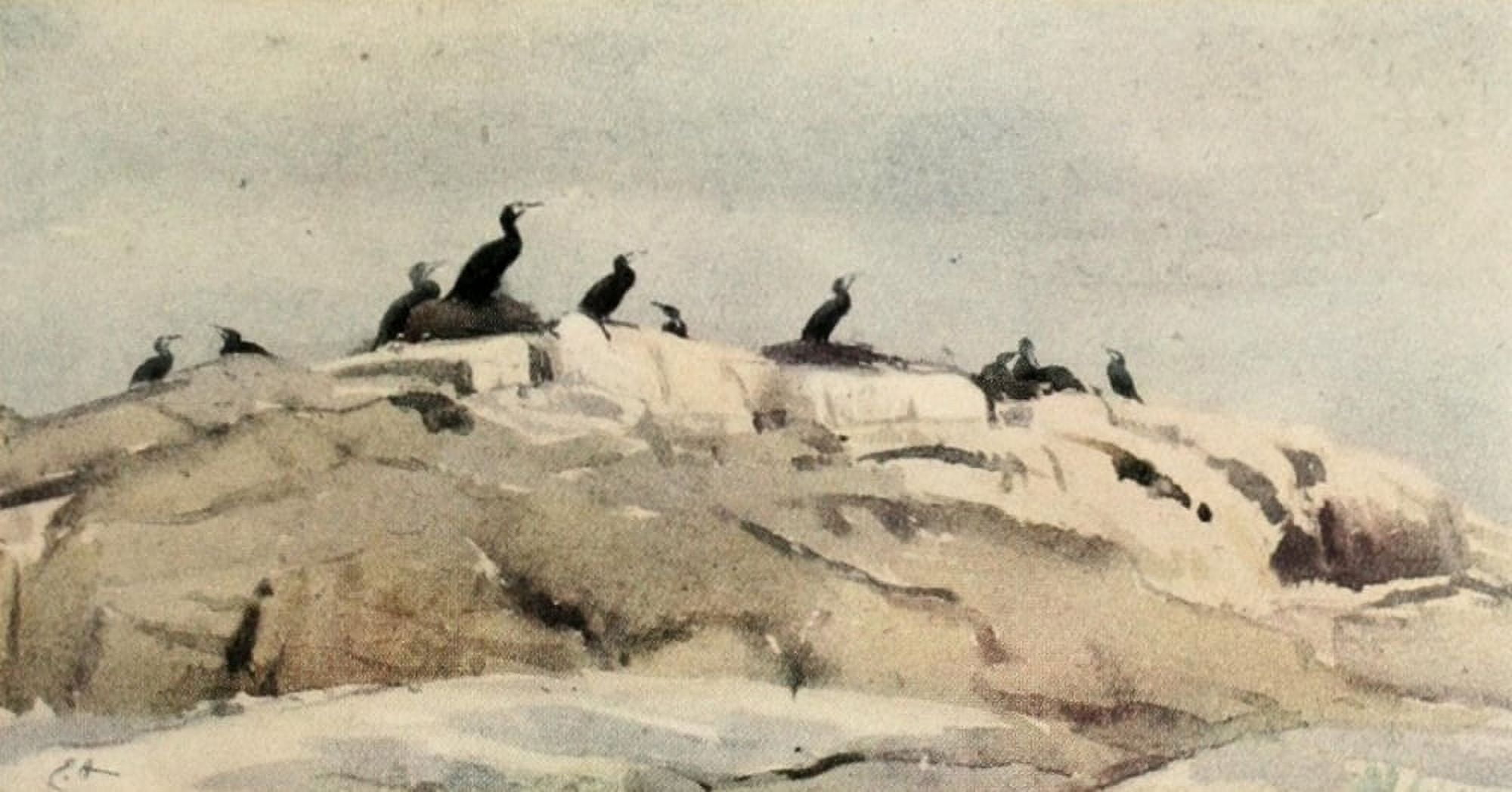 Nat Hist of the Highlands 1919 Cormorants on nests Canvas Art - Edwin Alexander (18 x 24)