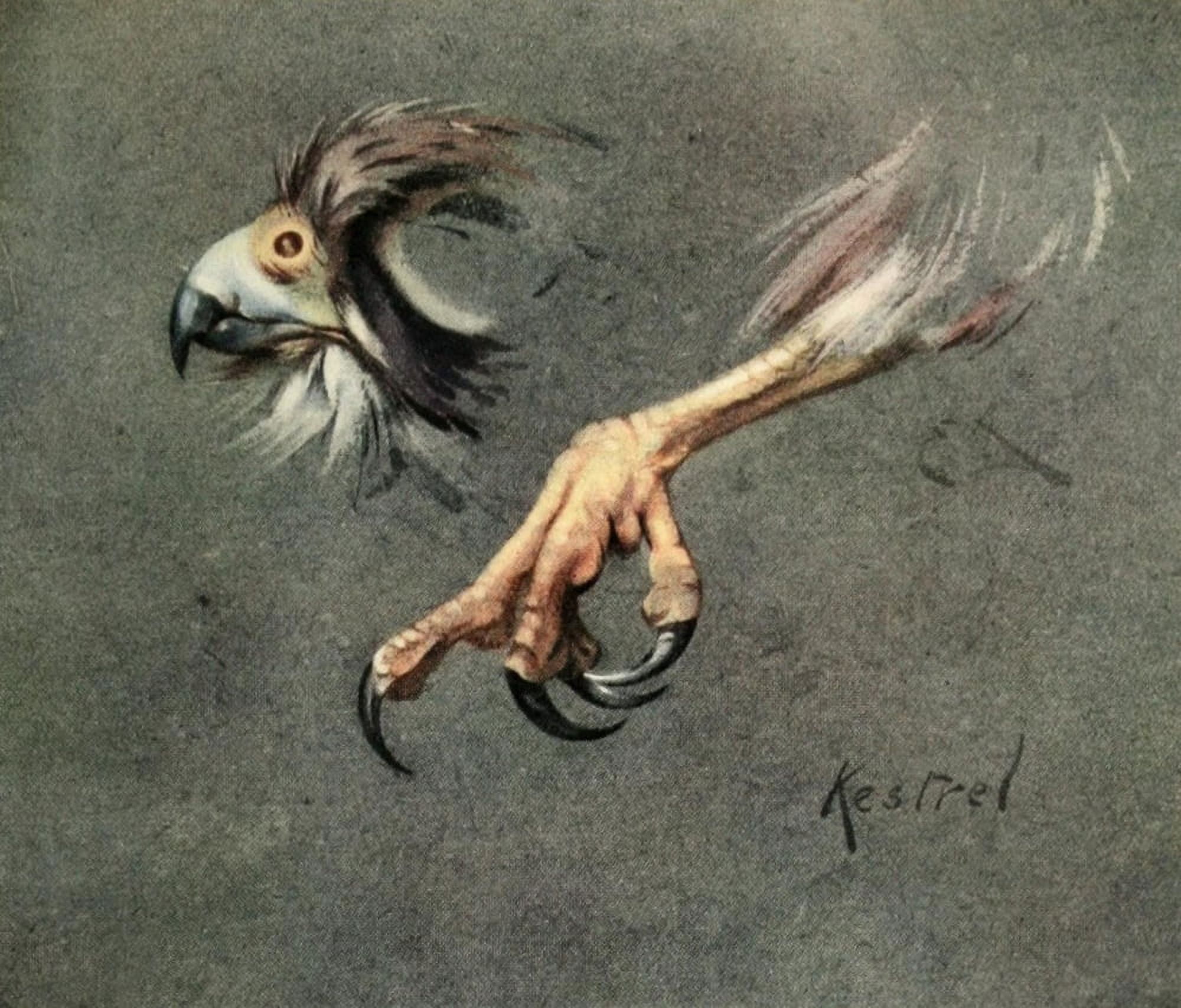 Nat Hist of the Highlands 1919 Kestrels beak & foot Canvas Art - Edwin Alexander (24 x 36)