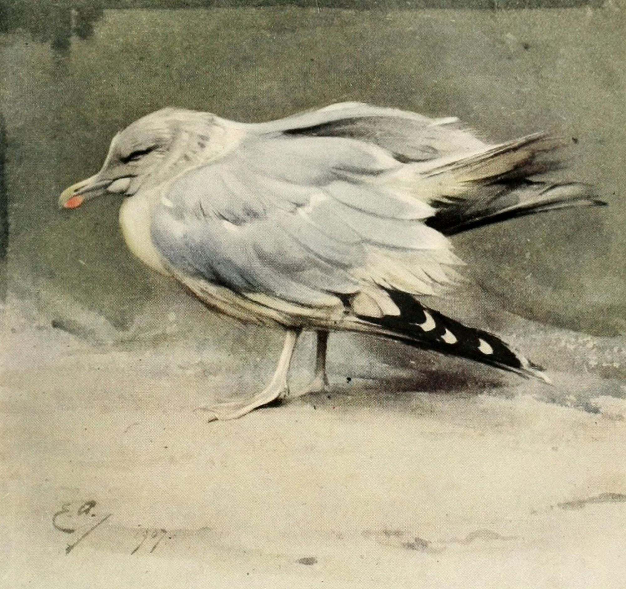 Nat Hist of the Highlands 1919 Sick herring gull Canvas Art - Edwin Alexander (18 x 24)