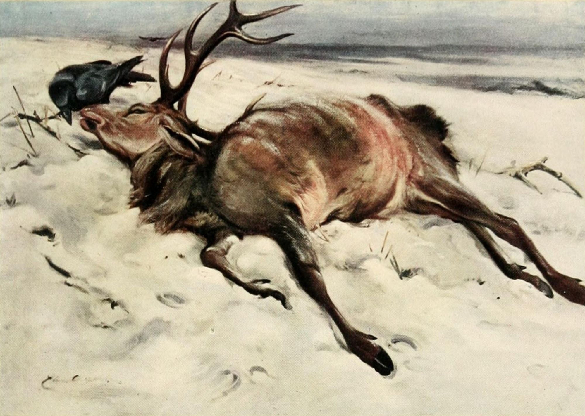 Nat Hist of the Highlands 1919 The dead stag Canvas Art - Edwin Alexander (18 x 24)