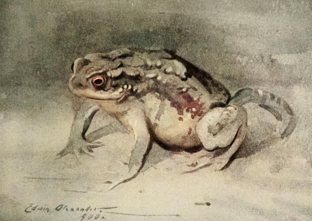 Nat Hist of the Highlands 1919 Toad Canvas Art - Edwin Alexander (18 x 24)