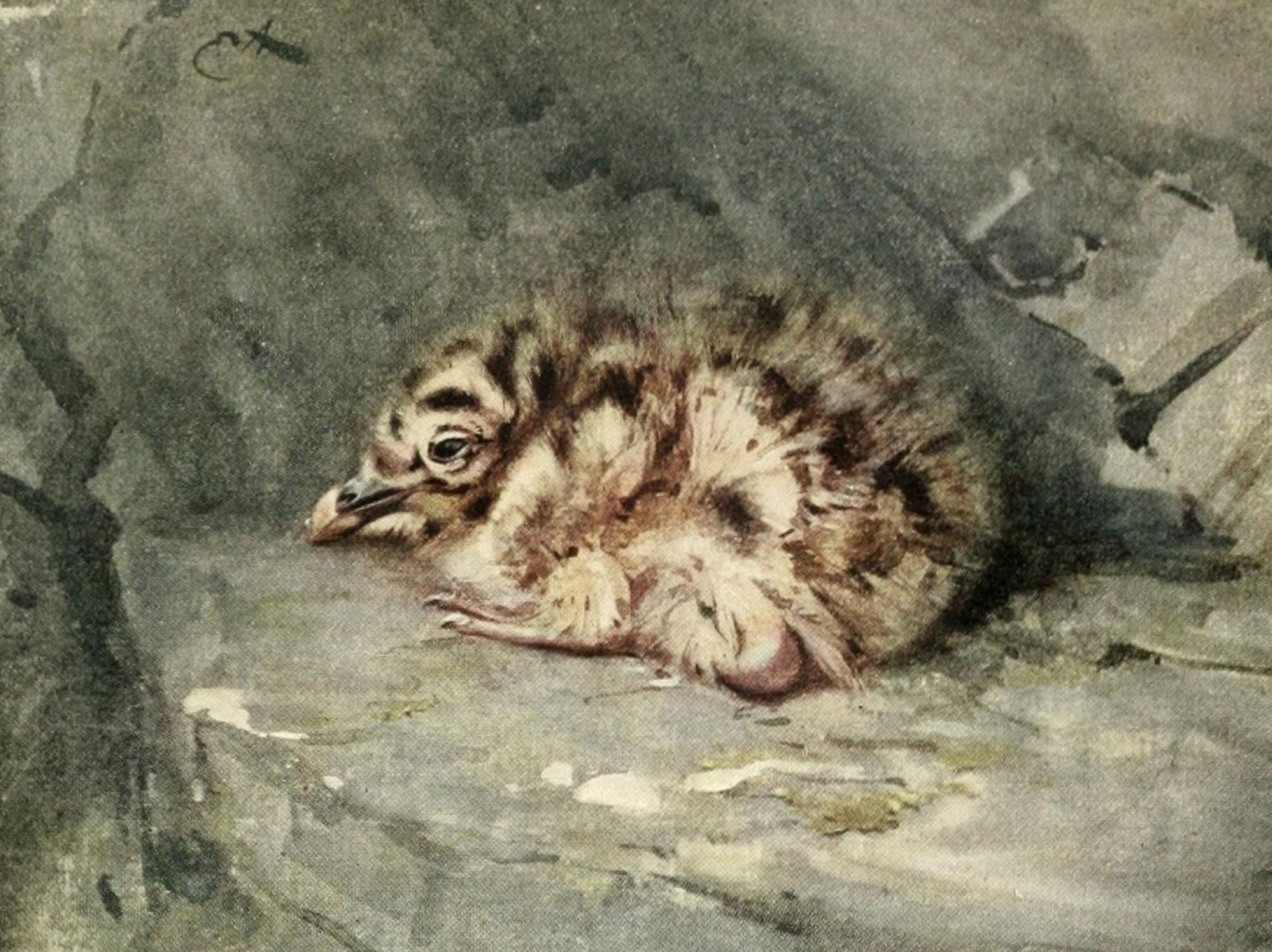 Nat Hist of the Highlands 1919 Young black-backed gull Canvas Art - Edwin Alexander (18 x 24)