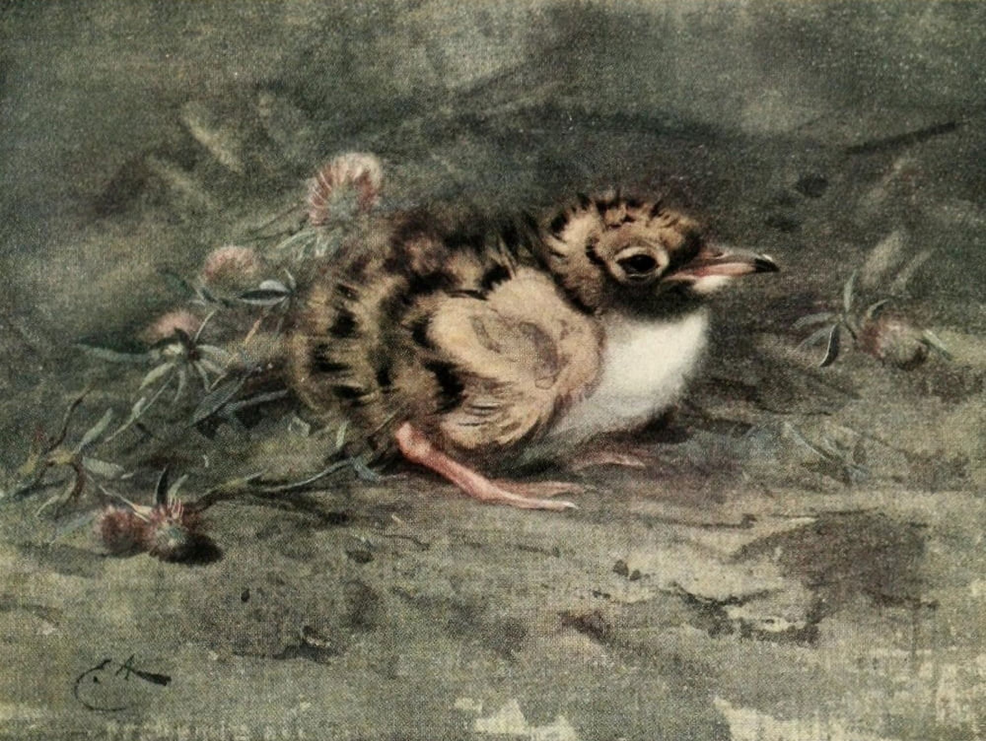Nat Hist of the Highlands 1919 Young tern Canvas Art - Edwin Alexander (24 x 36)