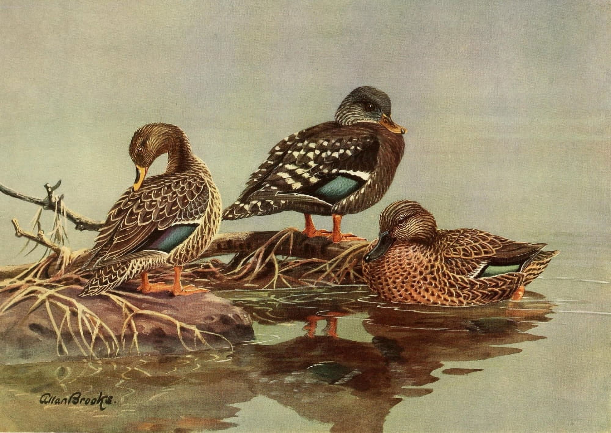 Nat History of Ducks 1925 African Ducks Canvas Art - A Brooks (24 x 36)