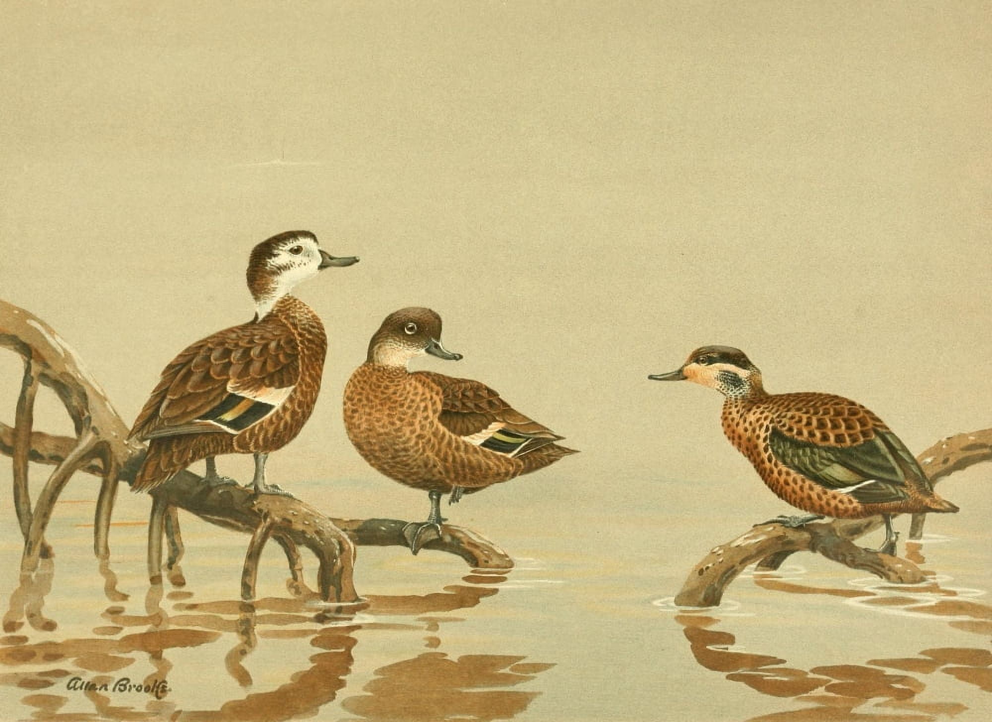 Nat History of Ducks 1925 Andaman & Hottentot Teal Canvas Art - A Brooks (18 x 24)