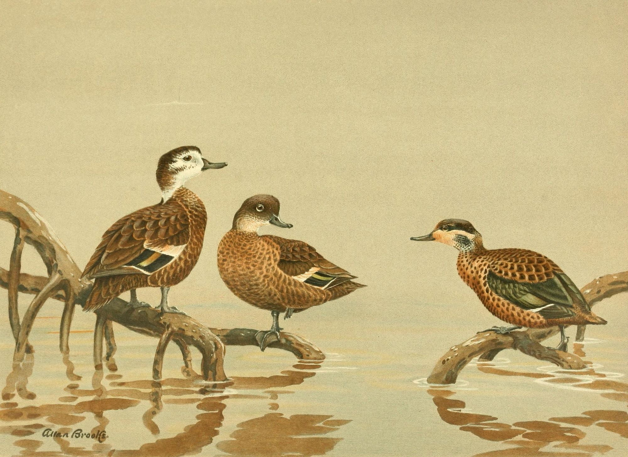 Nat History of Ducks 1925 Andaman & Hottentot Teal Canvas Art - A Brooks (24 x 36)