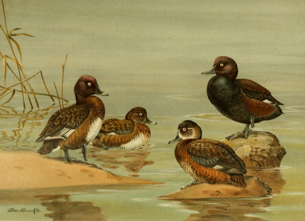 Nat History of Ducks 1925 Australian Duck & Pochard Canvas Art - A Brooks (18 x 24)