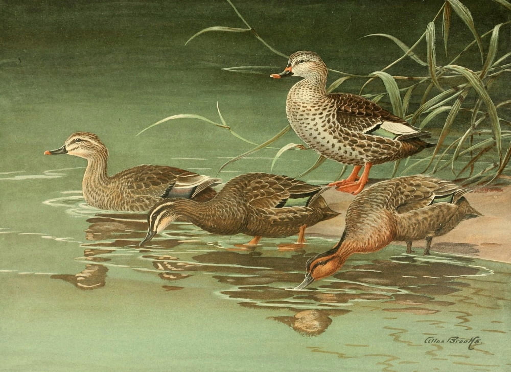 Nat History of Ducks 1925 Australian Duck et al Canvas Art - A Brooks (18 x 24)