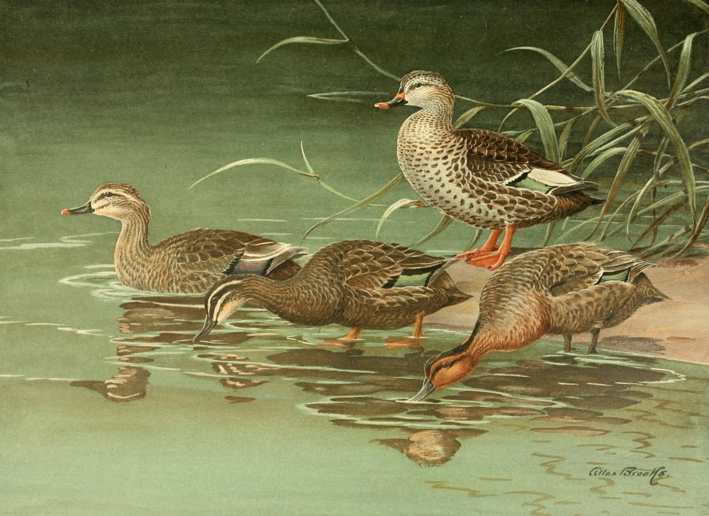 Nat History of Ducks 1925 Australian Duck et al Canvas Art - A Brooks (24 x 36)