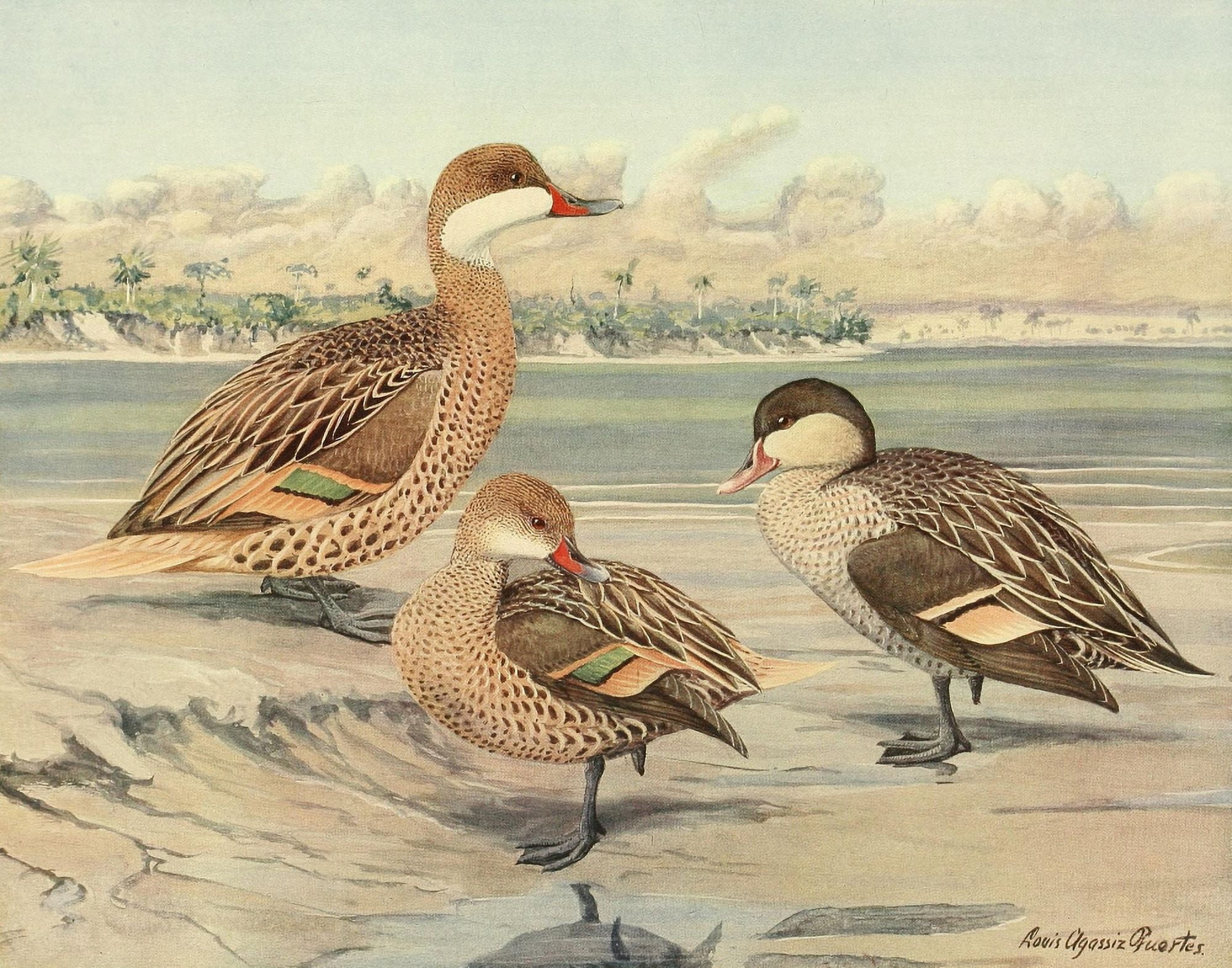 Nat History of Ducks 1925 Bahama Duck et al Canvas Art - LA Fuertes (24 x 36)