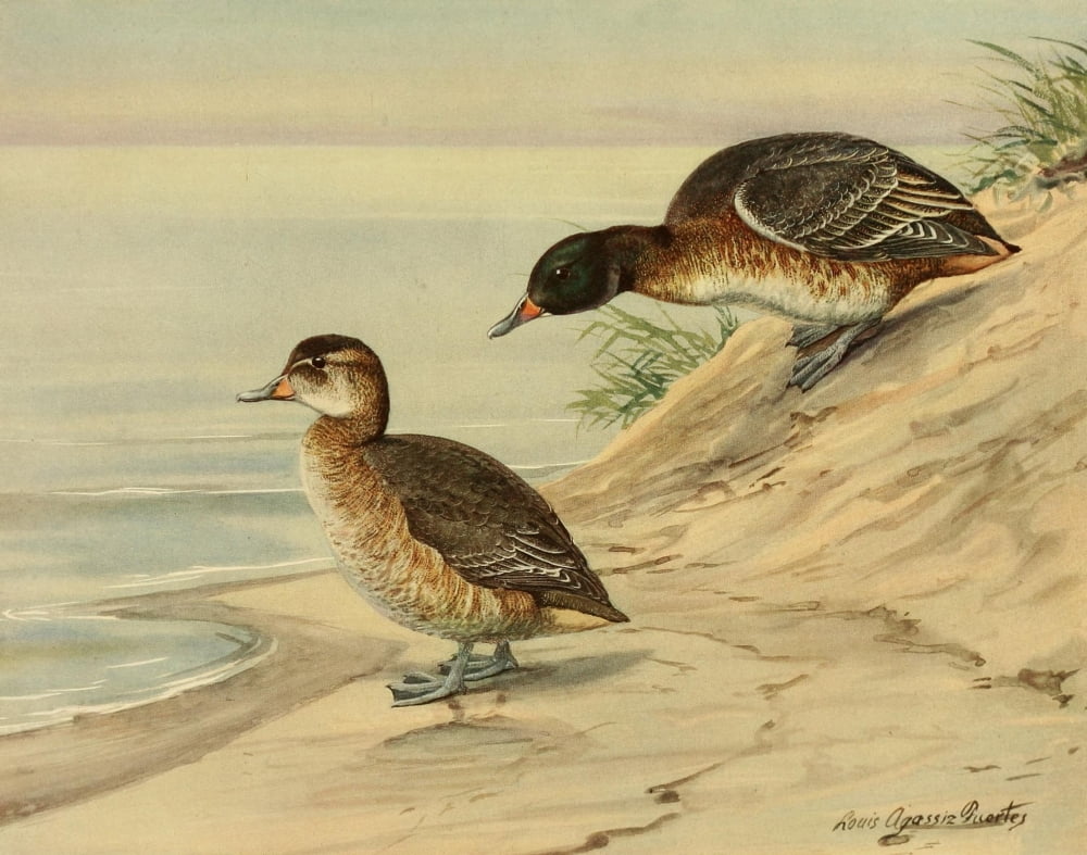Nat History of Ducks 1925 Black-headed Duck Canvas Art - LA Fuertes (18 x 24)