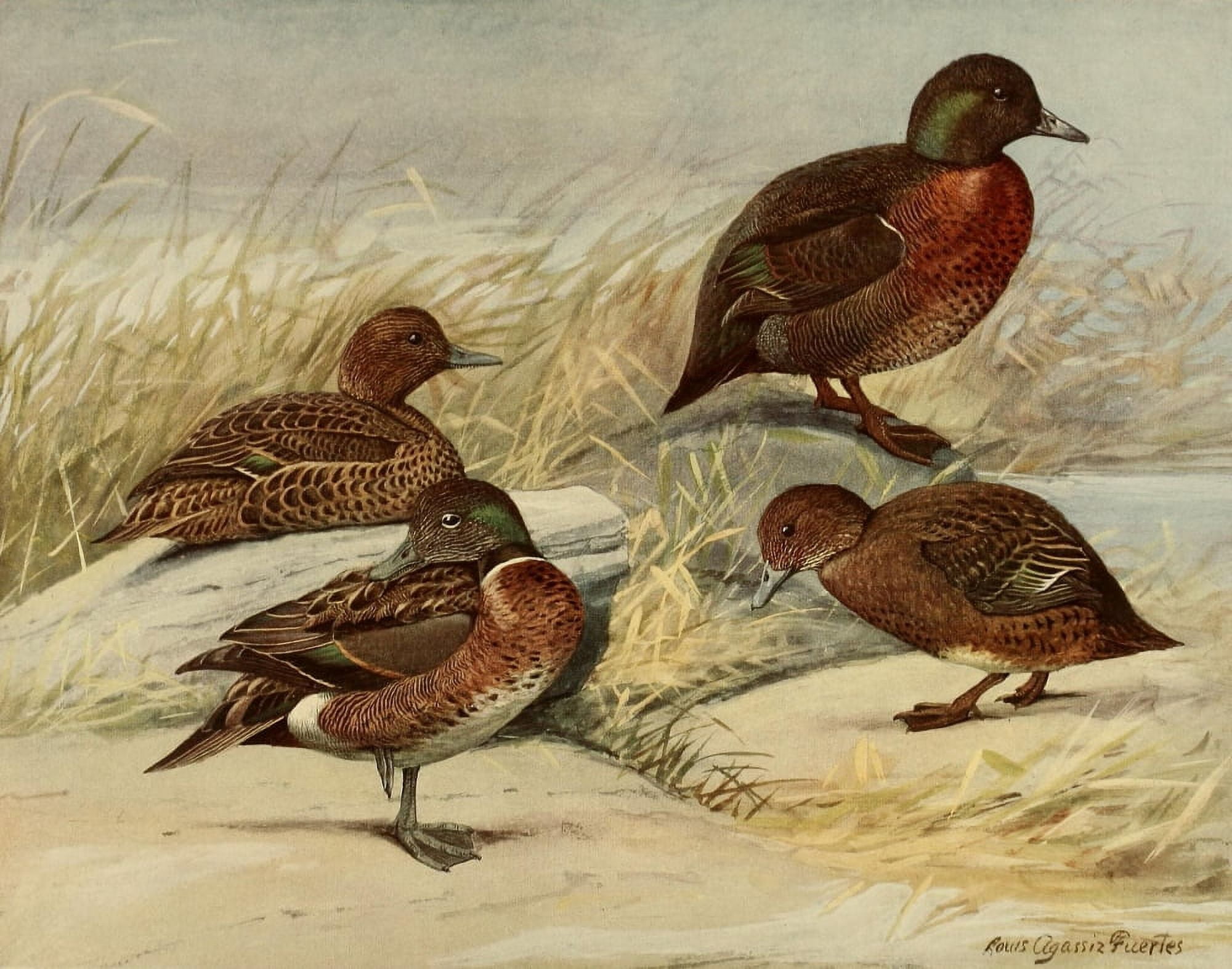 Nat History of Ducks 1925 Brown & Auckland Canvas Art - LA Fuertes (18 x 24)
